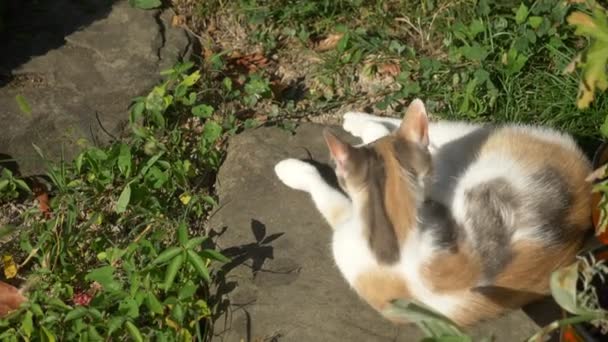 White-red cat is washing lying in the grass — Stock Video