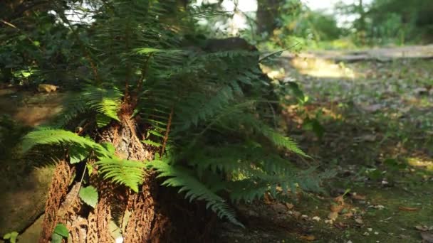 Fougère au soleil. forêt d'été — Video