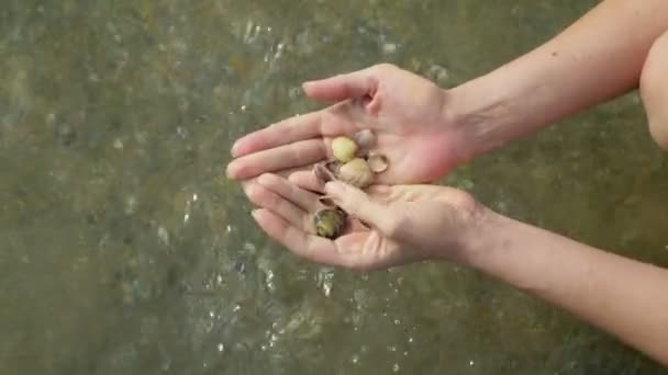 Banyak kerang kecil di tangan perempuan di latar belakang laut — Stok Video