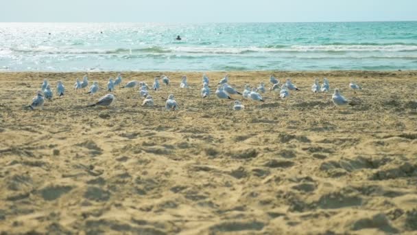 Ηλίθιος τύπος επιταχύνει ένα σμήνος γλάροι σε μια αμμώδη παραλία δίπλα στη θάλασσα — Αρχείο Βίντεο