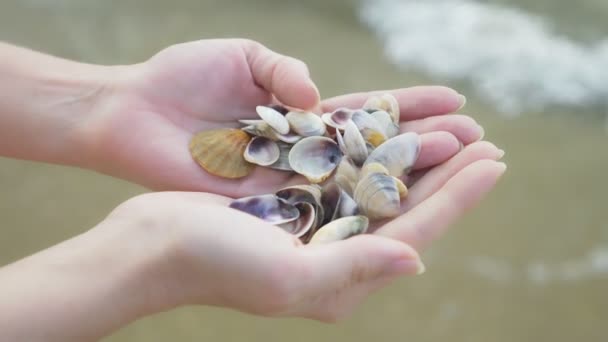Viele kleine Muscheln in weiblichen Händen auf dem Hintergrund des Meeres — Stockvideo