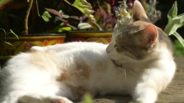 beyaz-kırmızı kedi çimenler içinde yatarken yıkıyor