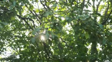 yaz ormanında ağaçların yaprakları ile güneş parlama