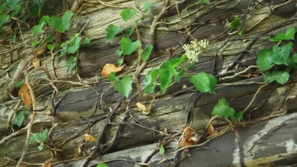 Edera verde e sbiadita su una vecchia parete di legno. copia spazio — Video Stock