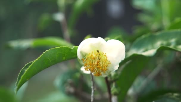 Thé à fleurs. fleur de thé blanc sur un fond de feuilles de thé . — Video