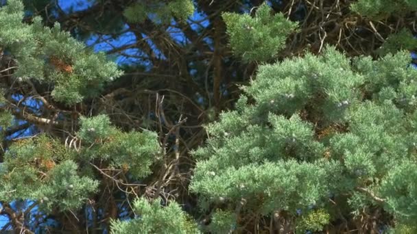 Gros plan, aiguilles de pin sur les branches d'un arbre contre un ciel bleu. espace de copie — Video