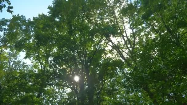 Dolny widok zieleni liści i błękitne niebo w lesie. — Wideo stockowe