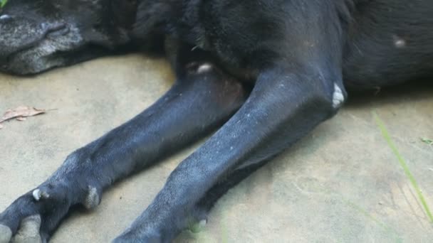 Black homeless wounded dog sleeps restlessly. — Stock Video