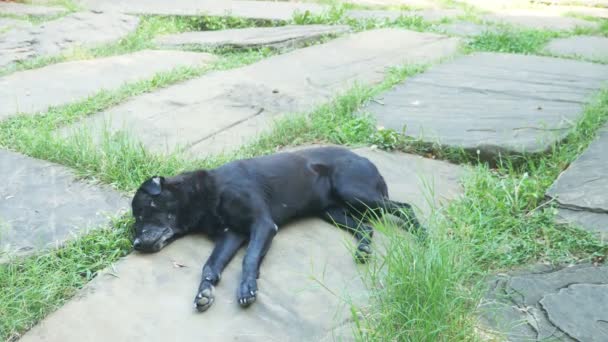 Black homeless wounded dog sleeps restlessly. — Stock Video