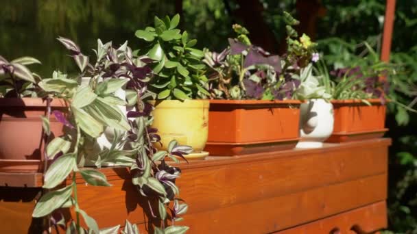 Горшки растений в саду в летний солнечный день — стоковое видео