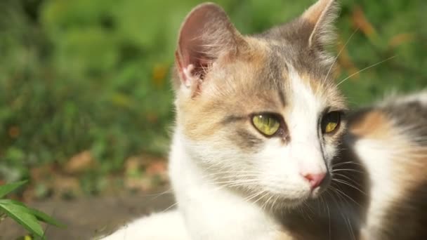 Nahaufnahme. Konterfei einer obdachlosen weiß-roten Katze — Stockvideo