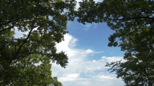 Vista de abajo hacia arriba del follaje verde y el cielo azul en el bosque. espacio de copia — Vídeos de Stock