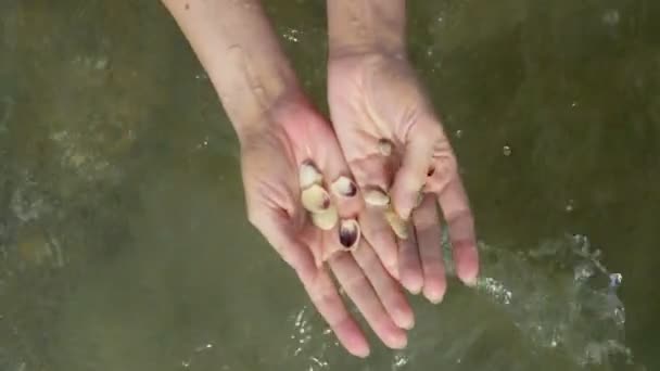 Muchas pequeñas conchas en manos femeninas en el fondo del mar — Vídeos de Stock