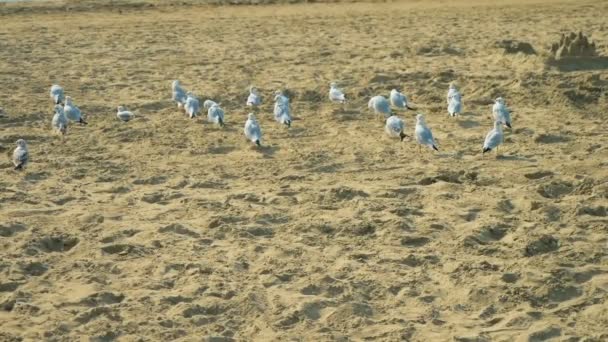 Una bandada de gaviotas se sienta en una playa de canciones junto al mar — Vídeos de Stock