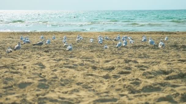 Зграя чайок сидить на пісенному пляжі біля моря — стокове відео