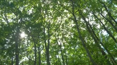 birinci şahıs görünümü. yaz ormanında ağaçlar