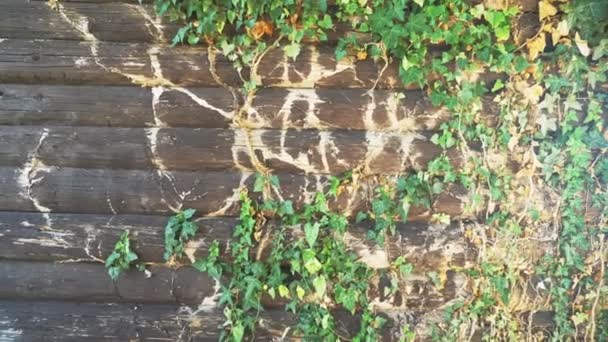 Зеленый и поблекший плющ на старой деревянной стене. копировальное пространство — стоковое видео