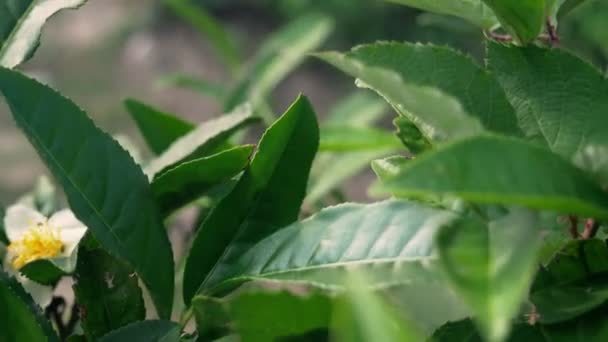 Chá de floração. flor de chá branco em um fundo de folhas de chá . — Vídeo de Stock