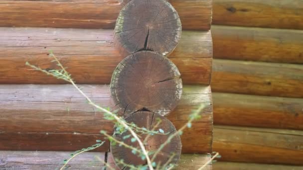 Close-up, log cabin of a wooden house in the forest — Stock Video