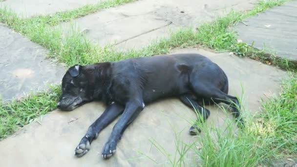 Το μαύρο άστεγο πληγωμένο σκυλί κοιμάται αθόρυβα. — Αρχείο Βίντεο