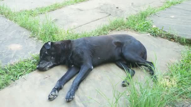 Svart hemlösa sårad hund sover rastlöst. — Stockvideo