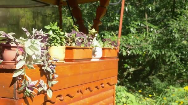 Plantas en maceta en el jardín en un día soleado de verano — Vídeos de Stock