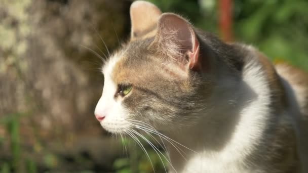 Primer plano. retrato facial de un gato blanco-rojo sin hogar — Vídeo de stock