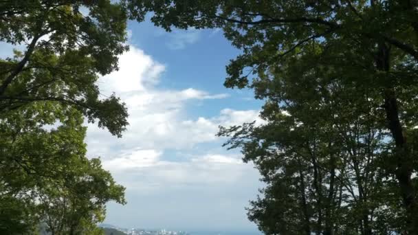 Vista de abajo hacia arriba del follaje verde y el cielo azul en el bosque. espacio de copia — Vídeo de stock