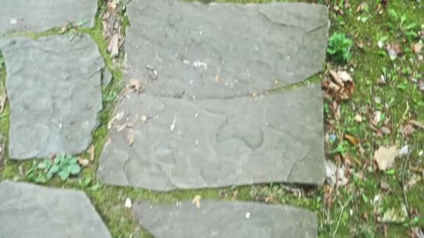 Abstract background. Old cobblestone pavement, texture, grass between stones — Stock Video