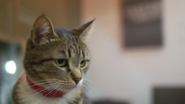 Close. Portre. Kırmızı bir anti-pire yaka çizgili kedi