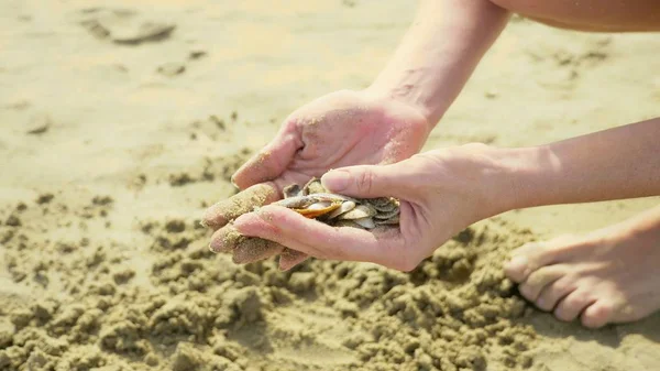 Sok kis kagyló női kezekben a háttérben a tenger — Stock Fotó