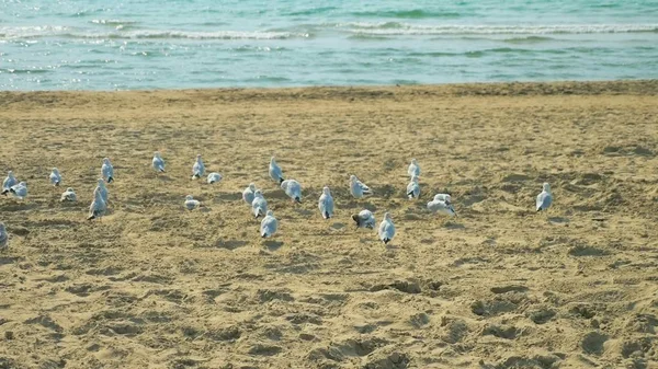 Eine Schar Möwen sitzt an einem singenden Strand am Meer — Stockfoto