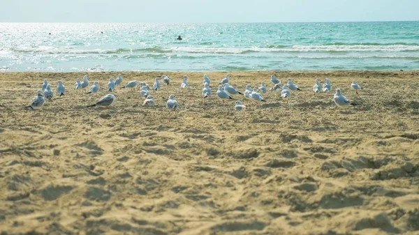 Moron guy accelerates a flock of seagulls on a sandy beach by the sea — Stock Photo, Image