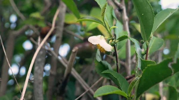 Chá de floração. flor de chá branco em um fundo de folhas de chá . — Fotografia de Stock