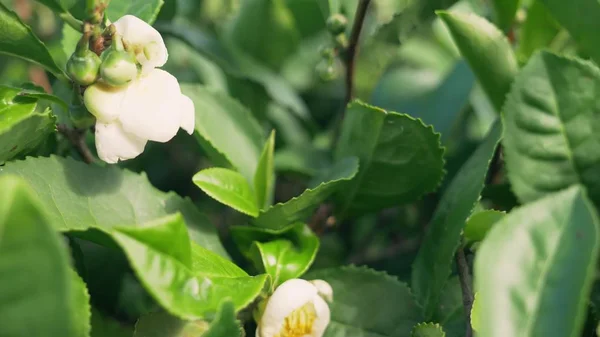 Chá de floração. flor de chá branco em um fundo de folhas de chá . — Fotografia de Stock