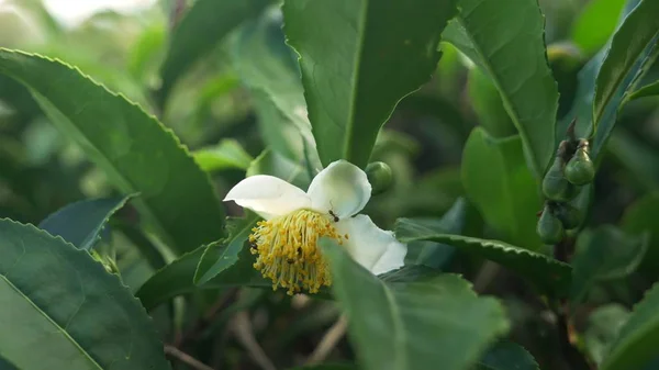 Chá de floração. flor de chá branco em um fundo de folhas de chá . — Fotografia de Stock