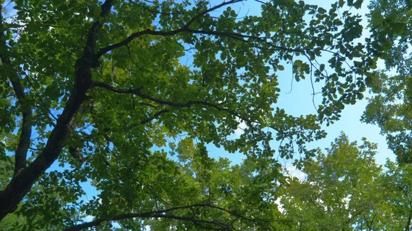 Vista de baixo para cima de folhagem verde e céu azul na floresta . — Fotografia de Stock