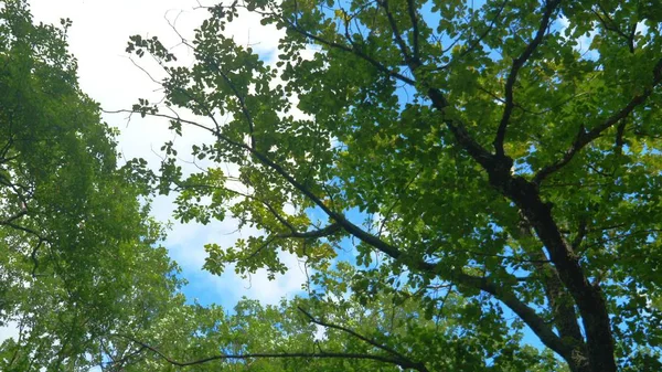 Vista de baixo para cima de folhagem verde e céu azul na floresta . — Fotografia de Stock