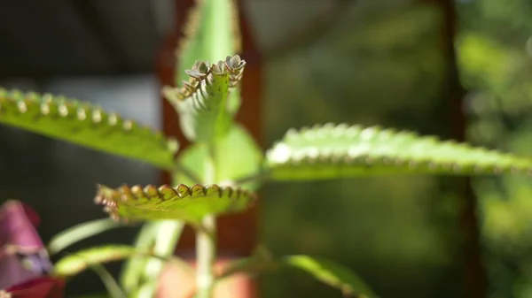 Kalanchoe, Nahaufnahme eines Blattes, das auf einem Elternblatt einer Lebenspflanze sprießt — Stockfoto