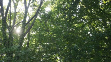 yaz ormanında ağaçların yaprakları ile güneş parlama