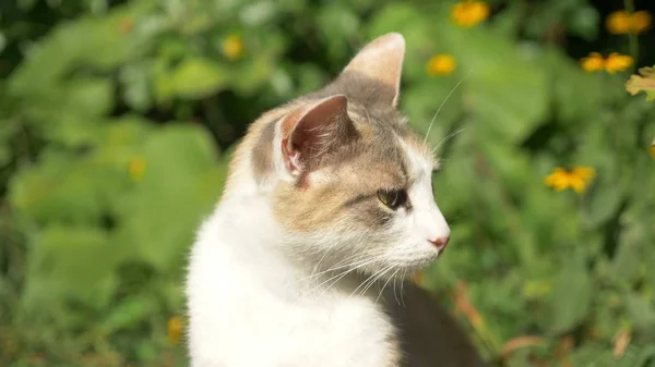 Nahaufnahme. Konterfei einer obdachlosen weiß-roten Katze — Stockfoto