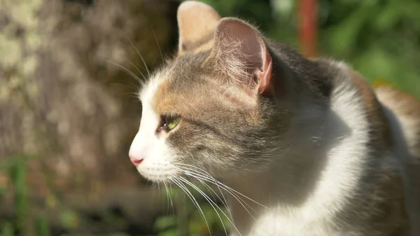 Nahaufnahme. Konterfei einer obdachlosen weiß-roten Katze — Stockfoto