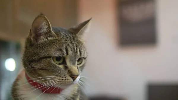 Közeli. Portré. Csíkos macska egy piros anti-bolha gallér — Stock Fotó