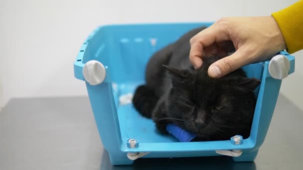 Smutny czarny kot czeka na wizytę u weterynarza w klinice weterynaryjnej, siedzącego w nosidełku dla zwierząt domowych. Badanie przez lekarza weterynarii. — Wideo stockowe