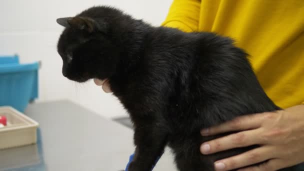 Veteriner veteriner veteriner kliniğinde siyah bir kediyi muayene ediyor. — Stok video