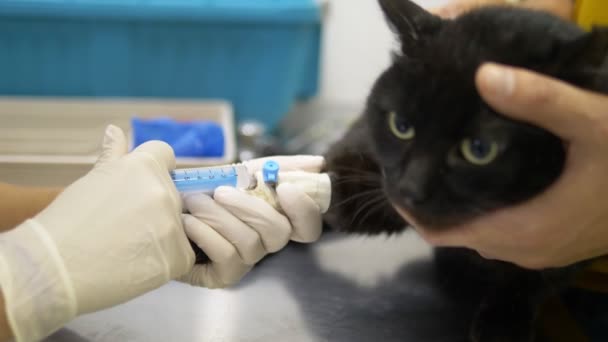의사는 동물 병원에서 발에 고양이 드로퍼를 넣고 있다 — 비디오