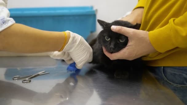 Doctor puts a cat dropper in a paw in a veterinary clinic — Stock Video