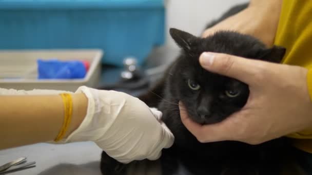 Doctor pone un gato gotero en una pata en una clínica veterinaria — Vídeo de stock