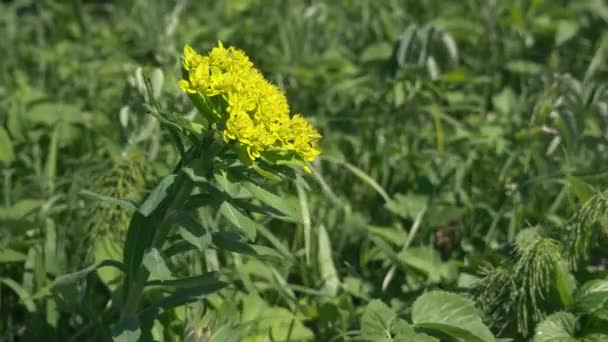 Een close-up. gele bloemen Euphorbia arable in het veld — Stockvideo