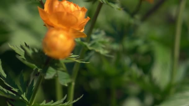 Primo piano, bellissimi fiori di troll arancioni nel campo. fiori selvatici — Video Stock
